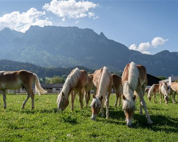 Fohlenhof Foto 1