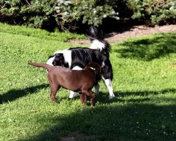 Zwei Hunde spielen auf einer grünen Wiese. Der schwarze Hund schnüffelt an dem braunen Hund.