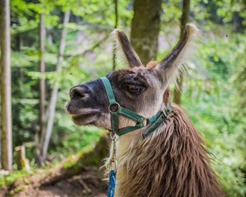 Ein Llama steht im Wald, umgeben von grünen Bäumen. Es trägt ein Halfter und schaut in die Ferne.