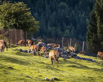 Wildgehege Wochenbrunner Alm