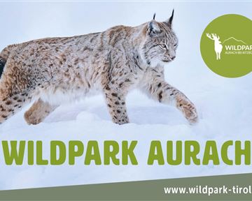Ein Luchs läuft durch den Schnee im Wildpark Aurach. Die Landschaft ist winterlich und die Umgebung wirkt ruhig und natürlich.