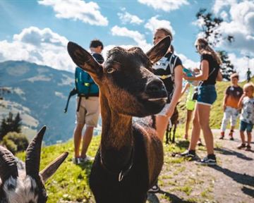Ein Llama steht im Wald, umgeben von grünen Bäumen. Es trägt ein Halfter und schaut in die Ferne.