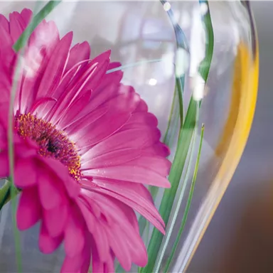 Eine schöne pinke Gerbera in einer gläsernen Vase. Die Blume wird von frischen grünen Blättern umgeben.