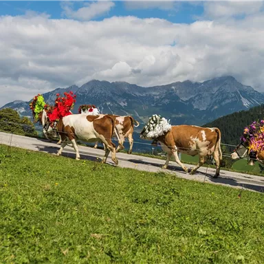 Five cows with colorful flower crowns are wandering across a green meadow. In the background, mountains and a blue sky can be seen.