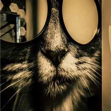 Ein großes Katzenporträt mit einer Brille ist an der Wand zu sehen. Darunter befindet sich ein Waschbecken mit einem gelben Wasserhahn.