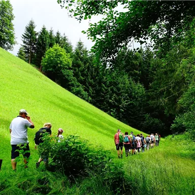 Eine Gruppe von Wanderern geht einen grünen Hang entlang. Die Umgebung ist von Bäumen und Wiesen geprägt.