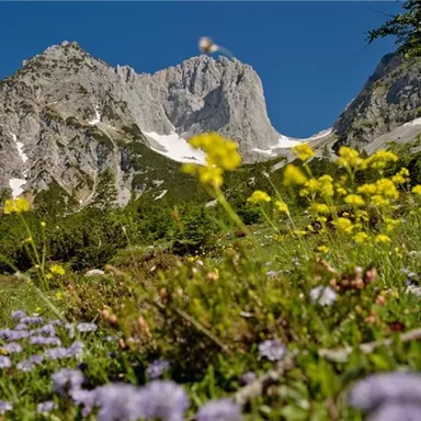 Eine beeindruckende Berglandschaft mit hohen Gipfeln und schneebedeckten Bereichen. Im Vordergrund blühen bunte Wildblumen auf einer grünen Wiese.