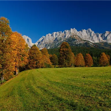 Eine malerische Landschaft mit bunten Herbstbäumen und einer grünen Wiese. Im Hintergrund erheben sich majestätische Berge unter einem klaren blauen Himmel.