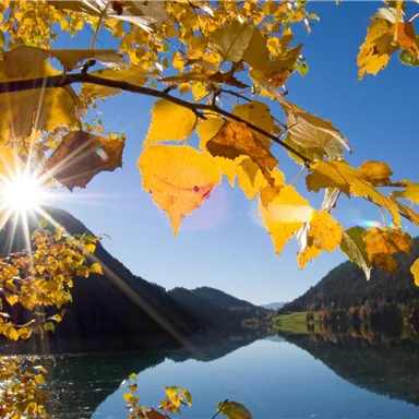 A beautiful autumn view with bright yellow leaves and a reflecting water surface. The sun shines brightly over the mountains and the clear blue sky.