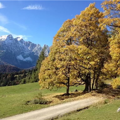 A picturesque landscape with colorful autumn trees and a path. In the background, majestic mountains rise under a blue sky.