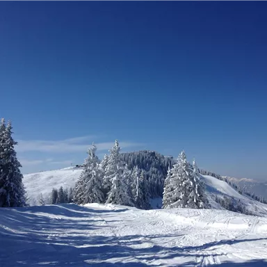 Ein winterlicher Landschaft mit schneebedeckten Bäumen und einem klaren blauen Himmel. Die verschneite Strecke führt in die Ferne und lädt zum Erkunden ein.