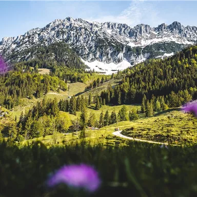 Eine malerische Berglandschaft mit schneebedeckten Gipfeln und grünen Wäldern. Im Vordergrund blühen lila Blumen.