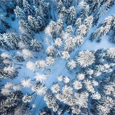 Eine malerische Winterlandschaft mit verschneiten Bäumen. Der Himmel ist klar und das Licht spiegelt sich auf dem Schnee.