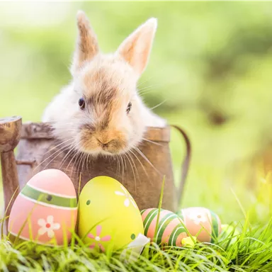 A sweet rabbit is sitting in a metal container on green grass. Colorful Easter eggs are lying around the rabbit.