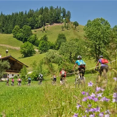 A group of cyclists rides through a green landscape with gentle hills and trees. In the background, a cozy house can be seen.