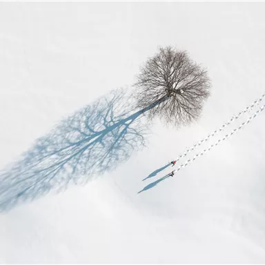A single tree stands on a snow-covered area. There are footprints in the snow leading to the tree.