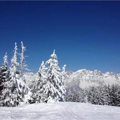 Eine verschneite Landschaft mit hohen Nadelbäumen. Der klare blaue Himmel und die majestätischen Berge im Hintergrund schaffen eine ruhige Winteratmosphäre.