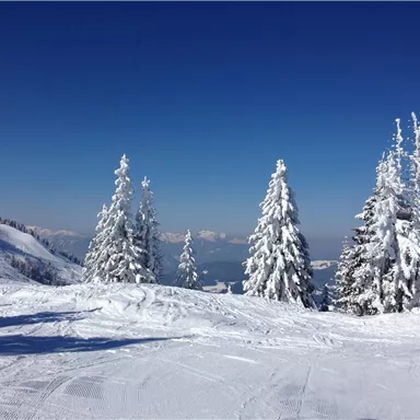 Eine verschneite Landschaft mit hohen Tannenbäumen. Der klare blaue Himmel ergänzt die winterliche Szenerie.