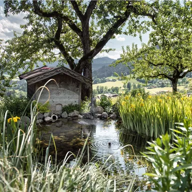 Ein ruhiger Garten mit einem kleinen Teich und üppigem Grün. Im Hintergrund sind sanfte Hügel und ein blauer Himmel zu sehen.