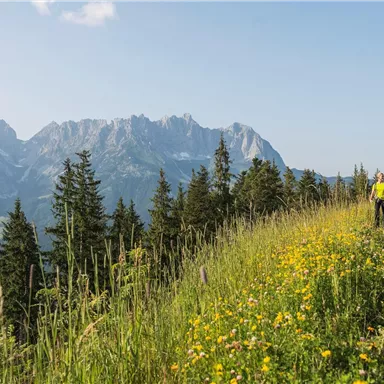 Two hikers are walking on a blooming path in the mountains. In the background, majestic mountain peaks can be seen under a clear blue sky.