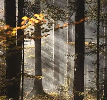 Ein mystischer Wald mit Sonnenstrahlen, die durch die Bäume scheinen. Die warmen Farben der Blätter verleihen der Szene eine herbstliche Atmosphäre.