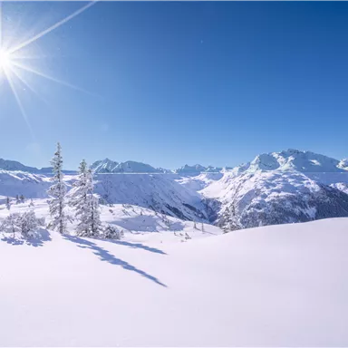 A winter landscape with snow-covered mountains and bright sunshine. In the foreground are scattered, frozen trees.
