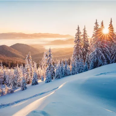 A snowy winter landscape with tall pine trees. The sun rises behind the mountains, bathing the scene in warm light.