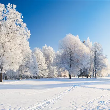 A snowy winter landscape with frost-covered trees under a clear blue sky. The snow lies gently on the ground, creating a calm atmosphere.