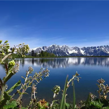 Eine malerische Landschaft mit einem klaren See und schneebedeckten Bergen im Hintergrund. Grüne Pflanzen und Blumen rahmen die Szene ein.