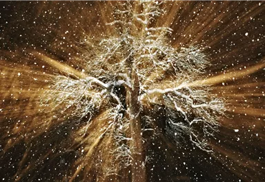 A majestic tree, covered in snow, stands in the foreground. Snowflakes gently fall, creating a magical atmosphere.