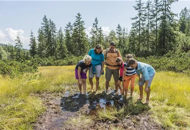 A family explores a bog area and observes puddles. Surrounded by lush greenery and trees, they enjoy nature.