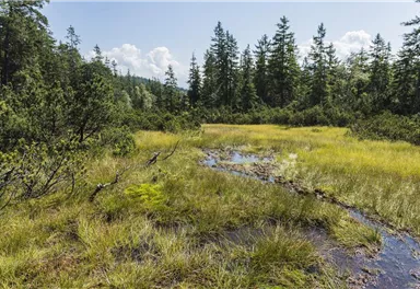 A green meadow with tall grass and small water collections. In the background, there are dense coniferous trees and a blue sky.