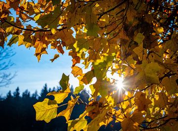 Bunte Blätter in Gelb und Orange vor einem klaren blauen Himmel. Die Sonne scheint durch die Blätter und schafft eine helle Atmosphäre.