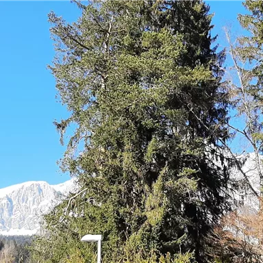 A beautiful view of trees and snow-covered mountains under a clear blue sky. The landscape radiates tranquility and naturalness.