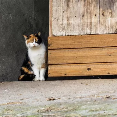 Eine tricolore Katze sitzt ruhig neben einer Holzwand. Sie schaut aufmerksam in die Kamera.