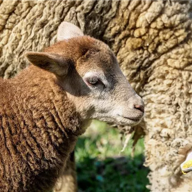 Ein kleines braunes Lamm steht neben einem großen Schaf. Die Umgebung ist grün und sonnig.