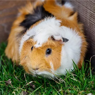 Ein neugieriges Meerschweinchen sitzt auf grünem Gras. Es hat ein buntes Fell in Orange und Weiß.