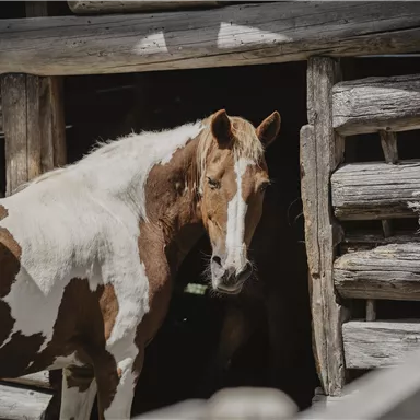 A brown and white horse stands next to a wooden stable. The surroundings appear rustic and rural.