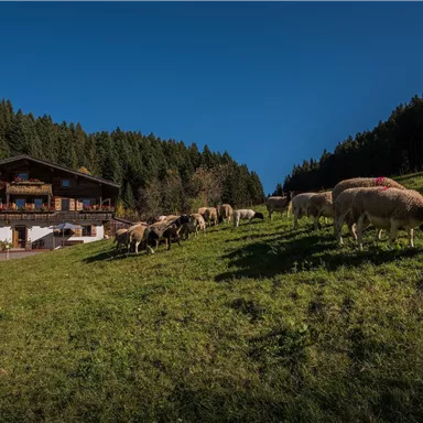 A peaceful alpine landscape featuring a cozy mountain cabin and grazing sheep. The surroundings are characterized by green meadows and dense forests.