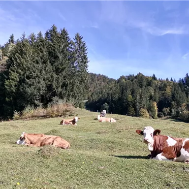A meadow with several relaxed cows, surrounded by trees and gentle hills. The sky is blue and clear.