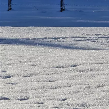 A snow-covered area with sparkling snow crystals. In the background, snow-covered trees can be seen.