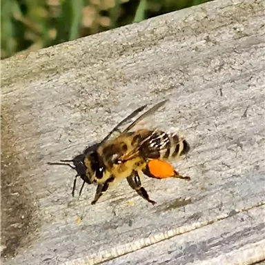 A bee is sitting on a wooden board and has orange pollen on its hind legs. In the background, green plants are visible.