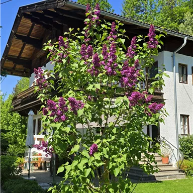 Welcome to the house of Zwischenbrugger