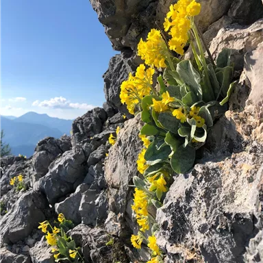 Bright yellow flowers grow between gray rocks. In the background, mountains and a blue sky can be seen.