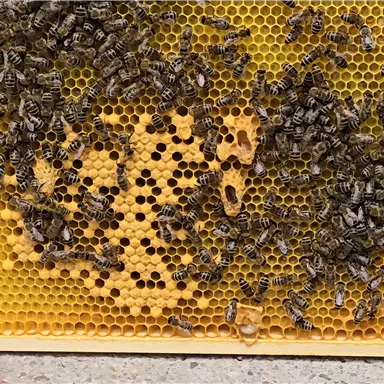 A beehive with many bees on a honeycomb. The honeycomb has a yellow color and shows corresponding cells.