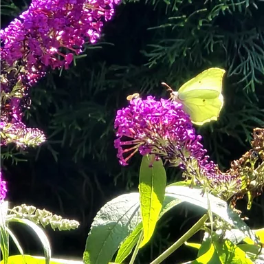 A colorful butterfly sits on a purple flower. In the background, green leaves can be seen.