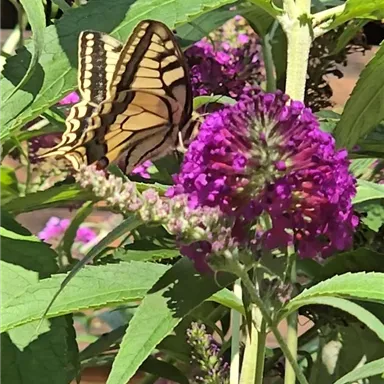A colorful butterfly is sitting on a purple flower. In the background, green leaves and other flowers are visible.