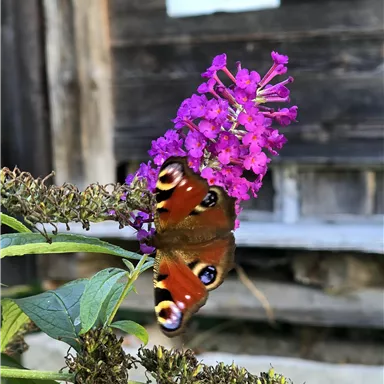 A butterfly with bright colors is sitting on a purple flower. In the background, wooden walls are visible.