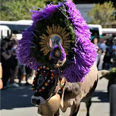 A nicely decorated cow with a purple headpiece is walking down a street. In the background, green trees and people can be seen.