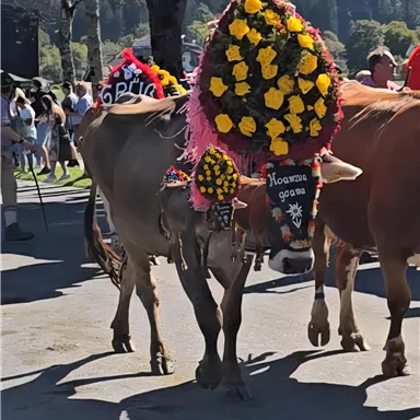 A cow decorated with flowers on a road. In the background, people and trees can be seen.
